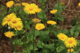 Doronicum x excelsum 'Harpur Crewe' RCP4-2019 (53).JPG